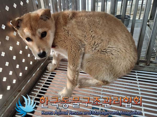 한국동물구조관리협회_441406202400510