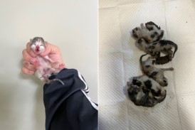 보호중 한국 고양이…