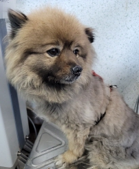 영천유기동물보호센터_447510202400286