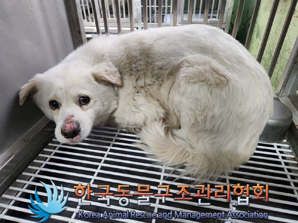 한국동물구조관리협회_411303202400106