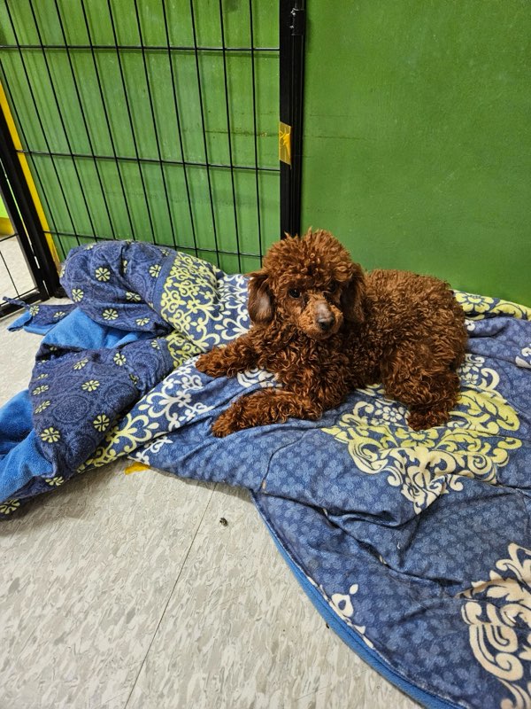 평창군유기동물보호소_442428202400019