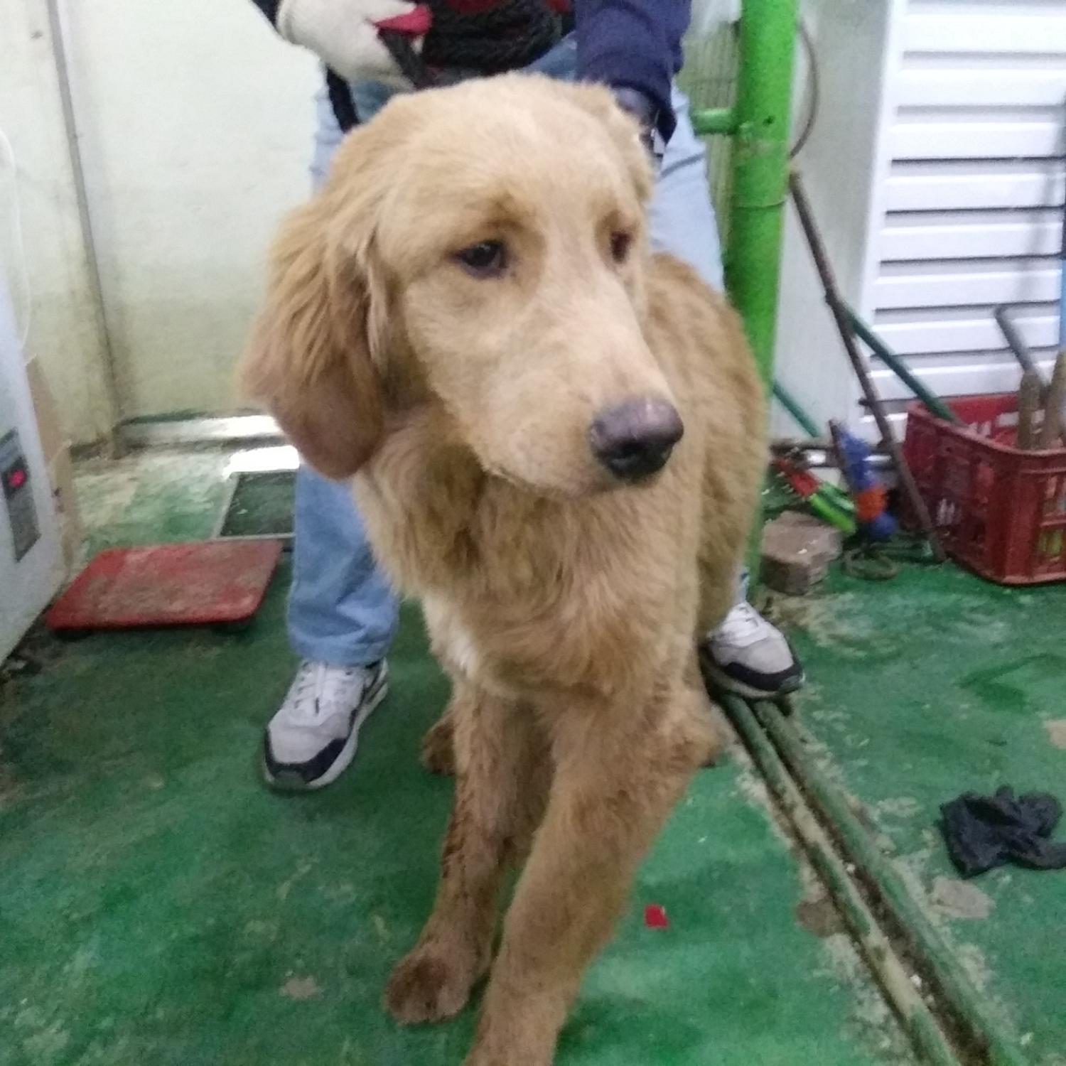 인천광역시수의사회_428353202400235