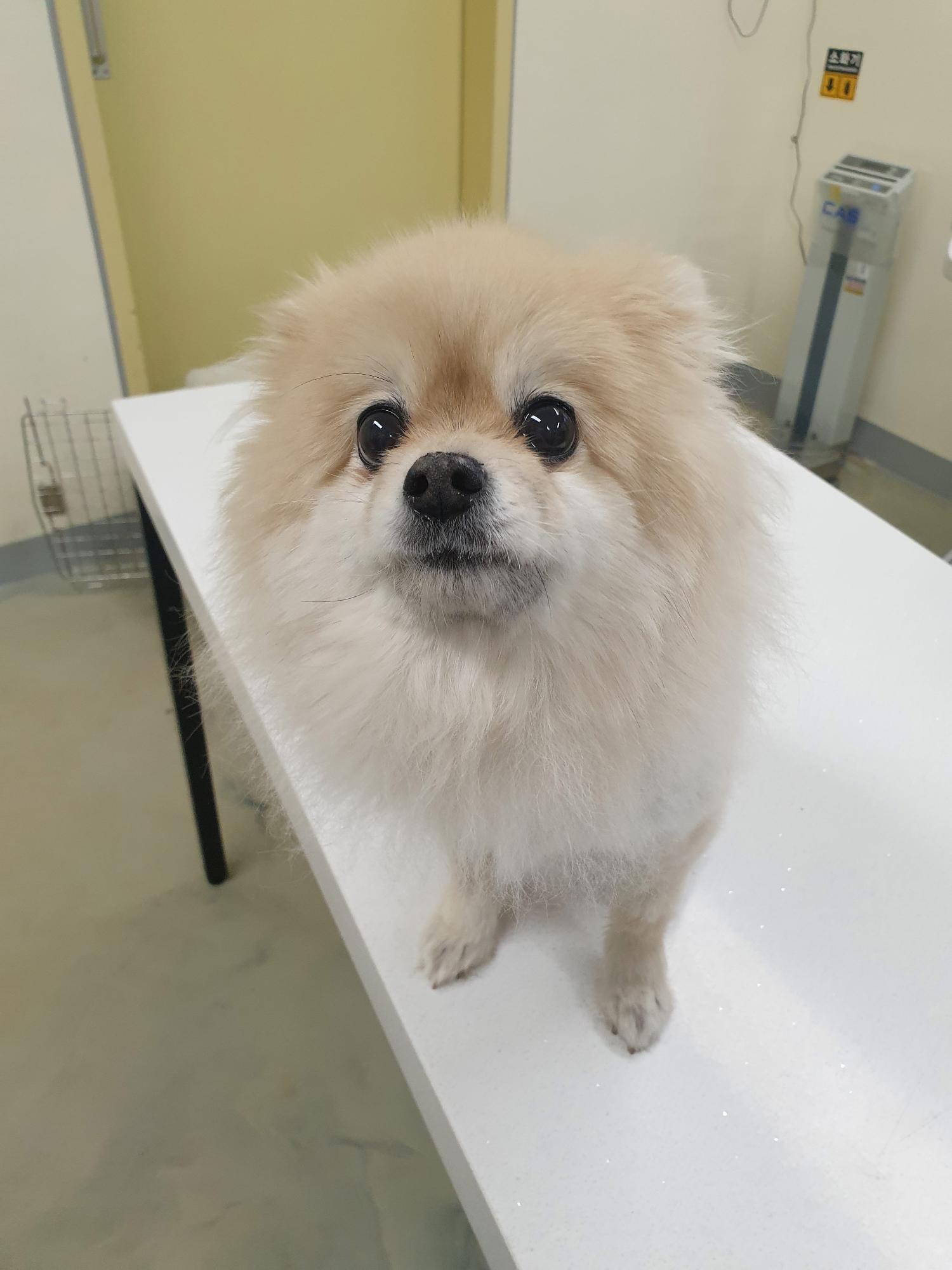보호중 포메라니안의…