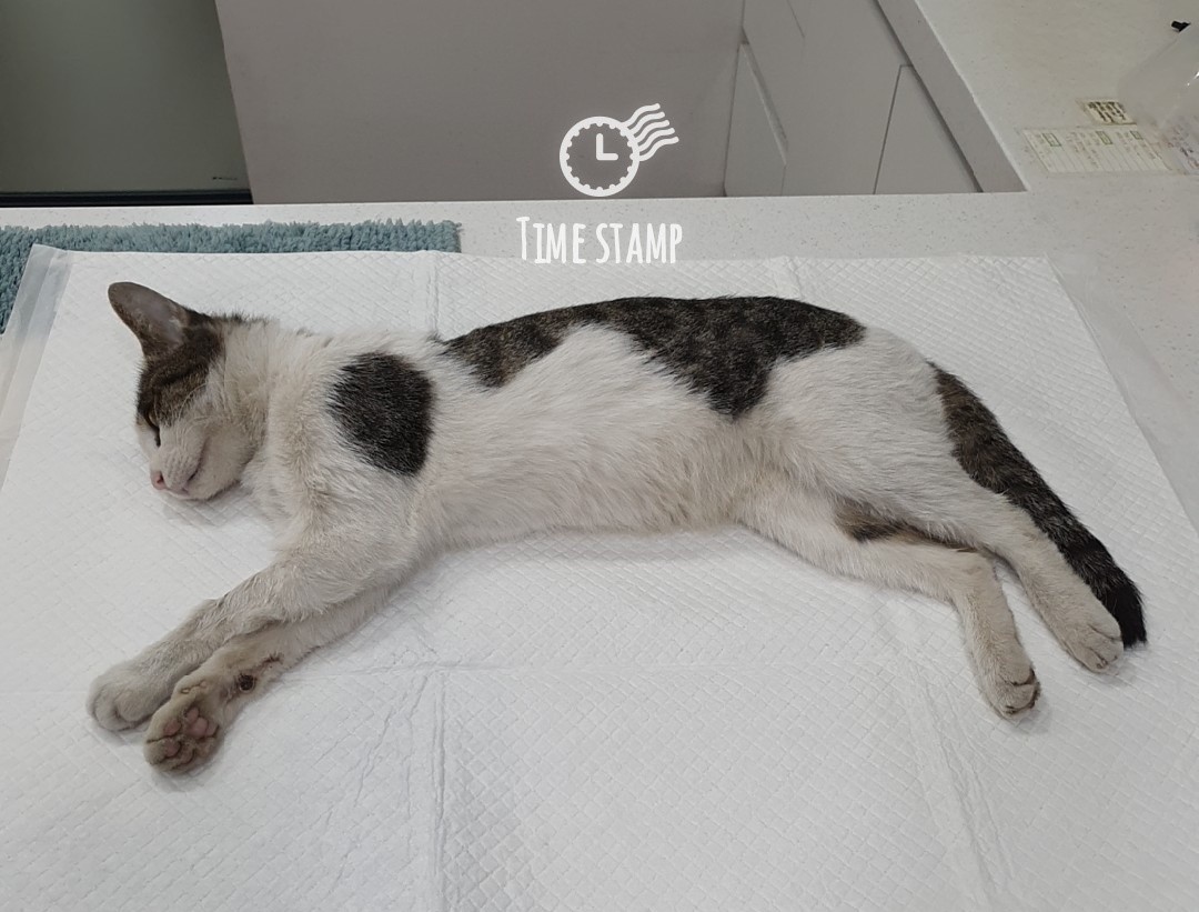 울산유기동물보호센터_431369202400114