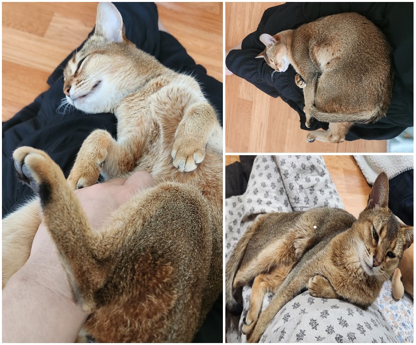 종료(입양) 아비시…