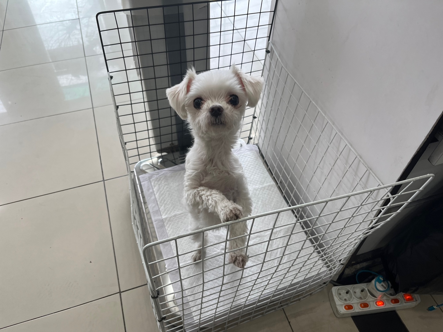 가정동물병원_428356202400596