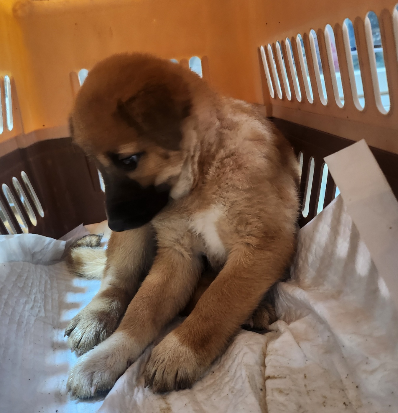 울산유기동물보호센터_431373202400361
