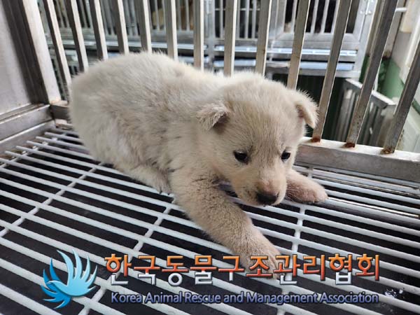 [개] 믹스견 서울-성북-2024-00041 유기동물 배경 이미지 입니다.