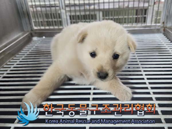 한국동물구조관리협회_411307202400131