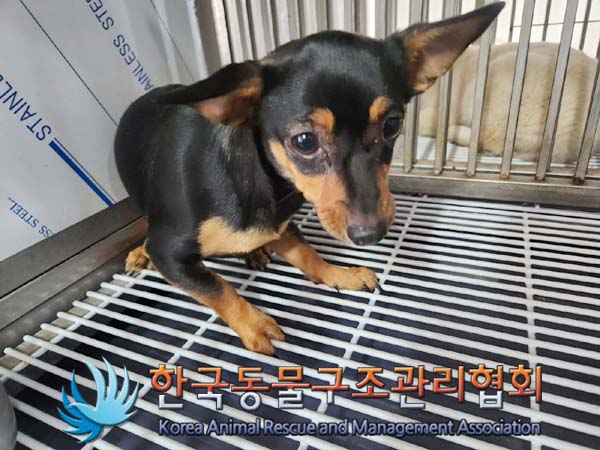 한국동물구조관리협회_411317202400099
