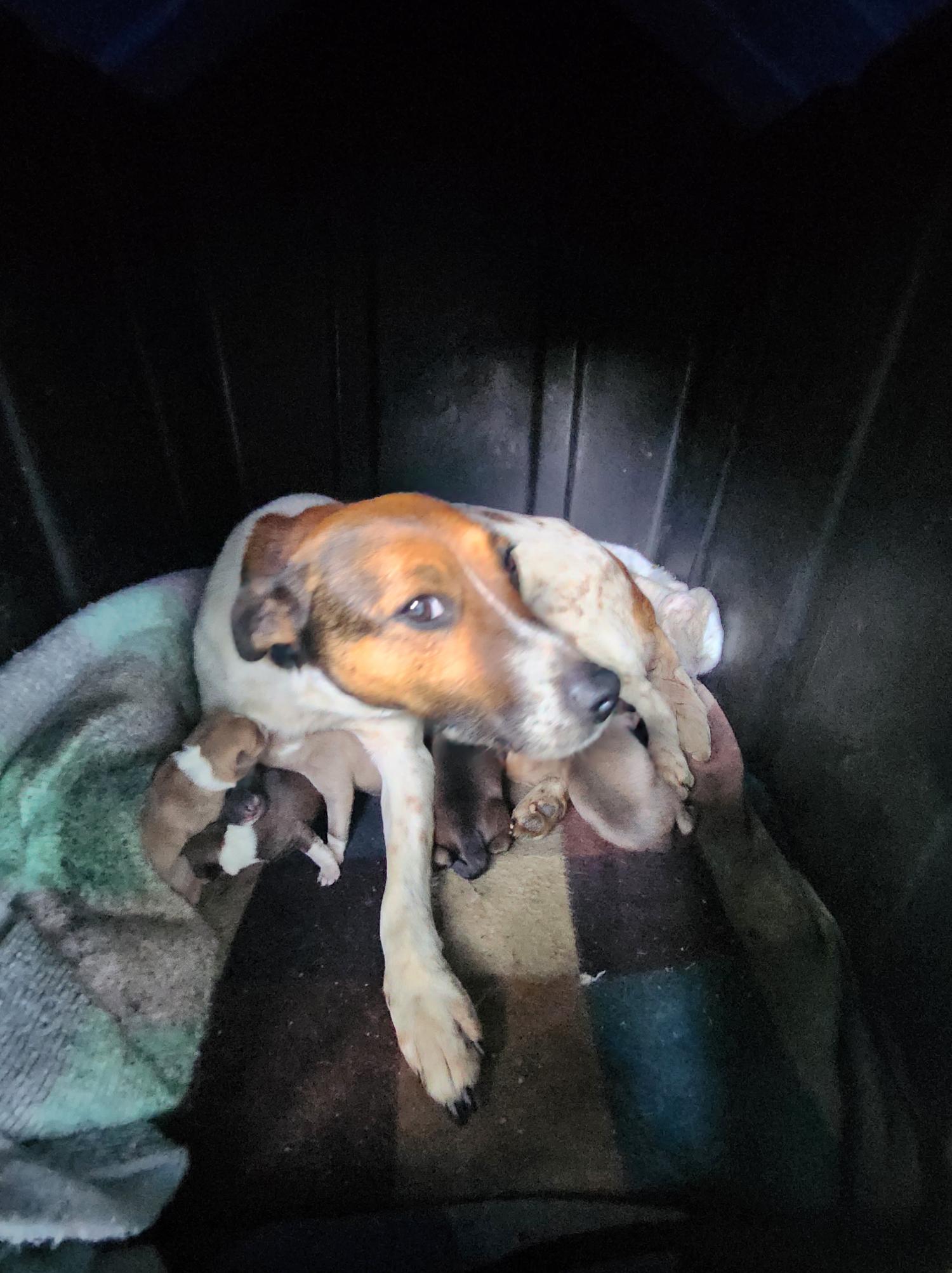 봉화군유기동물보호소_447524202400019