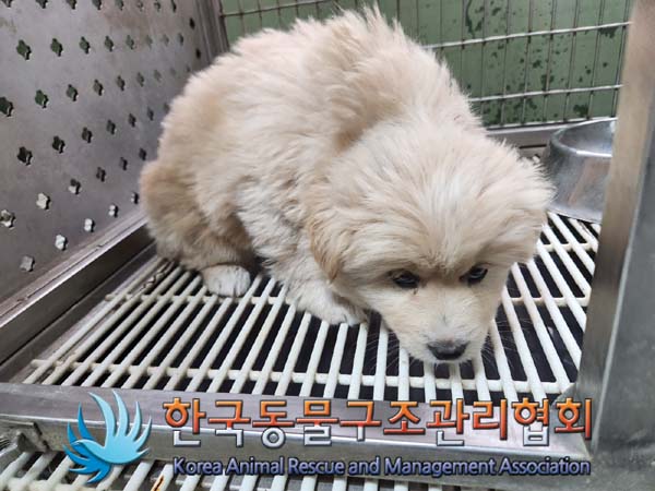 한국동물구조관리협회_441409202400415