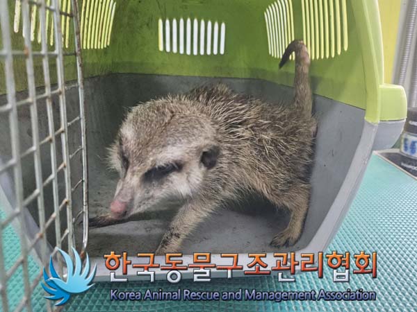 종료(반환) 미어캣…