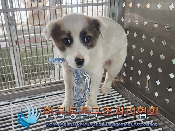 한국동물구조관리협회_441560202400332