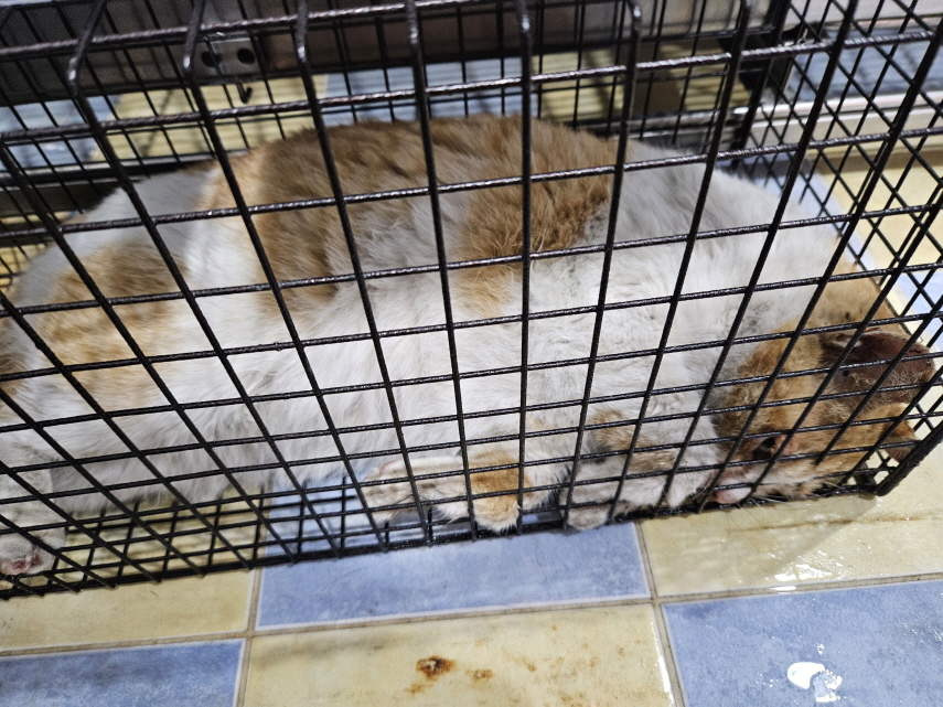 종료(자연사) 한국…