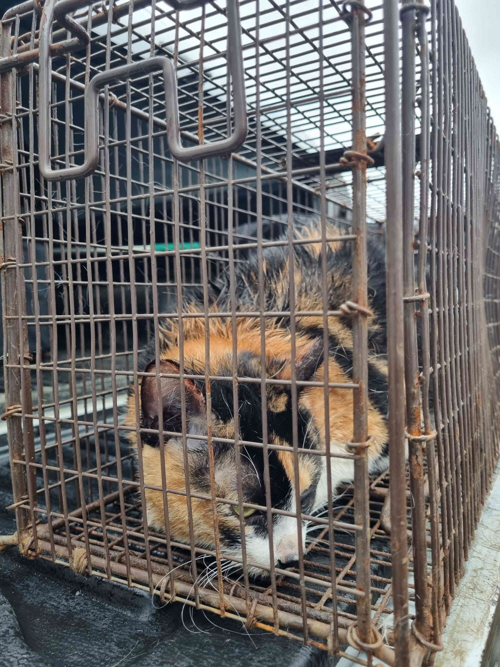 동해시유기동물보호소_442421202400110