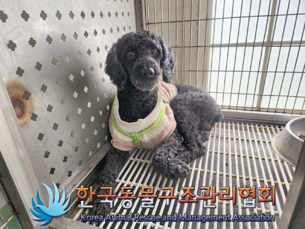 한국동물구조관리협회_411305202400157