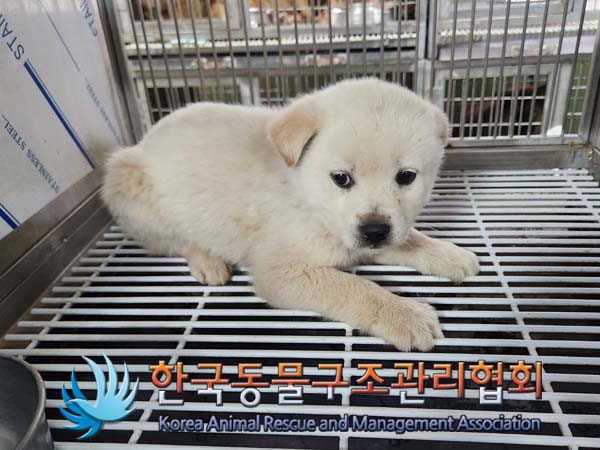 한국동물구조관리협회_441409202400407