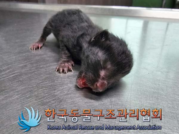 한국동물구조관리협회_411300202400105