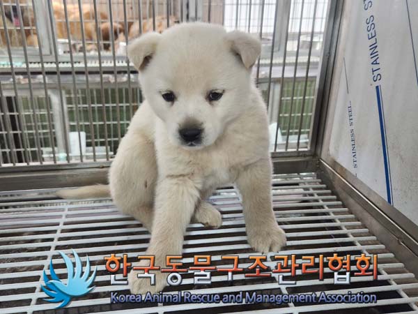 한국동물구조관리협회_441409202400411