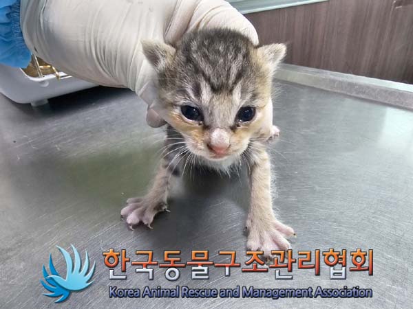 한국동물구조관리협회_411311202400159