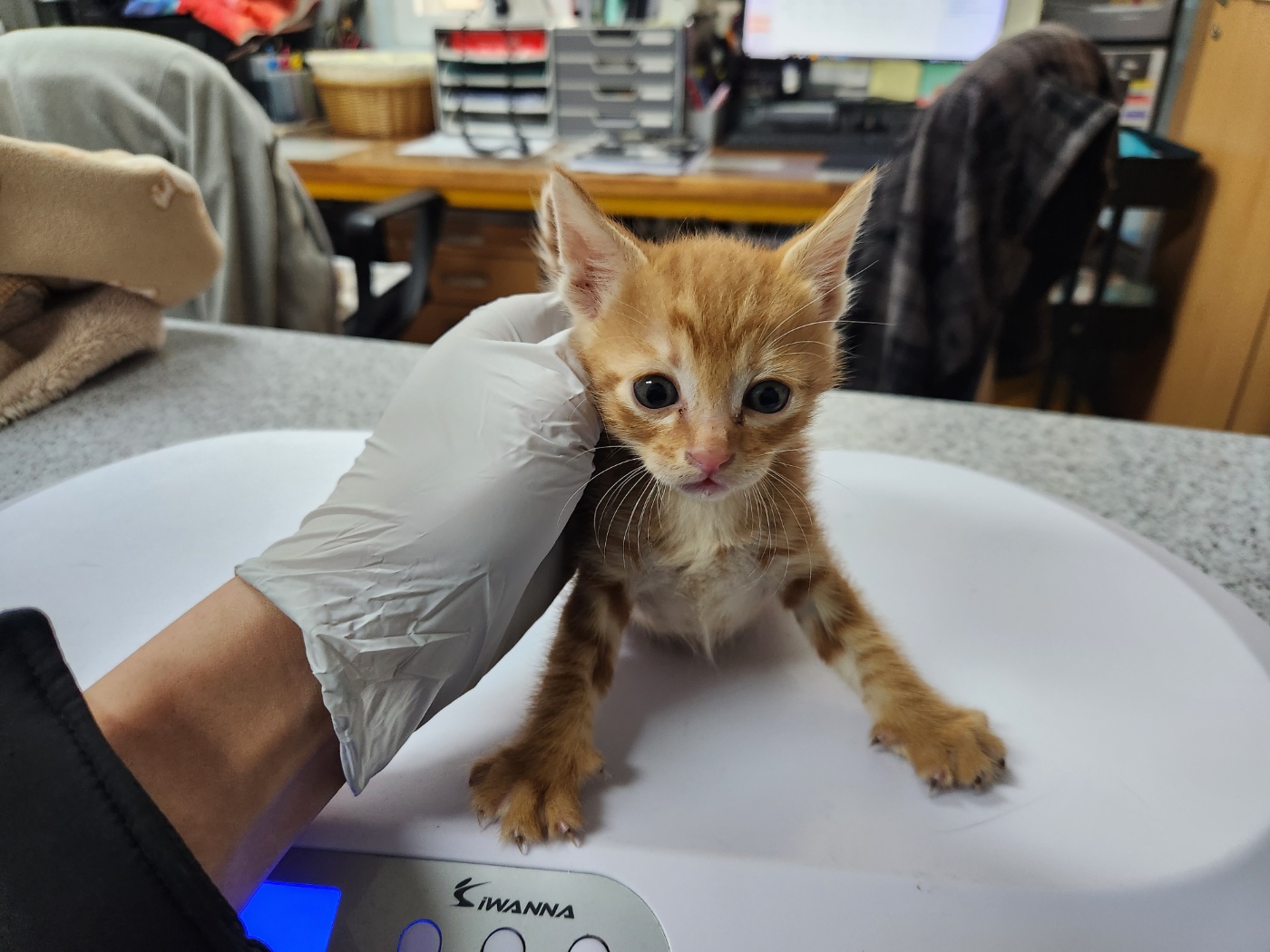 광주 동물보호소_429360202400148