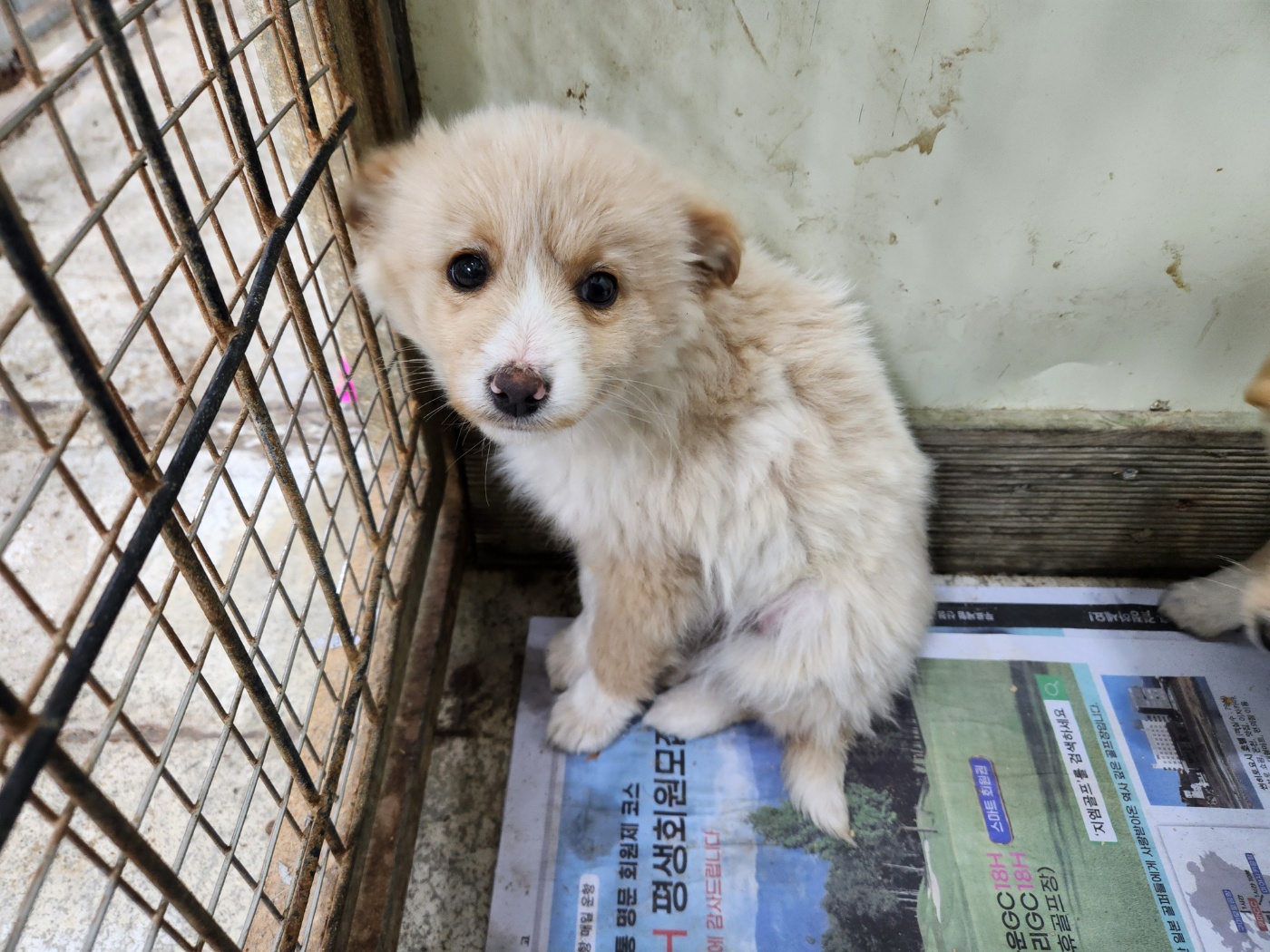 광주TNR동물병원초월_441554202400576