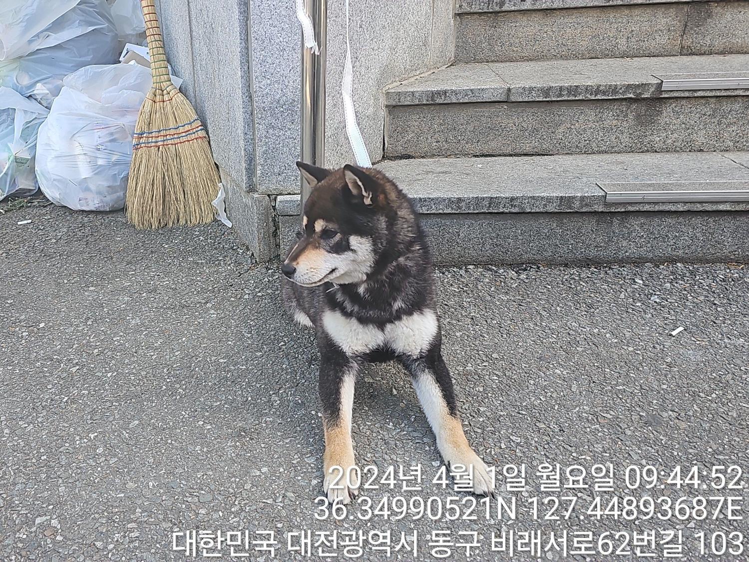 보호중 시바의 가족…