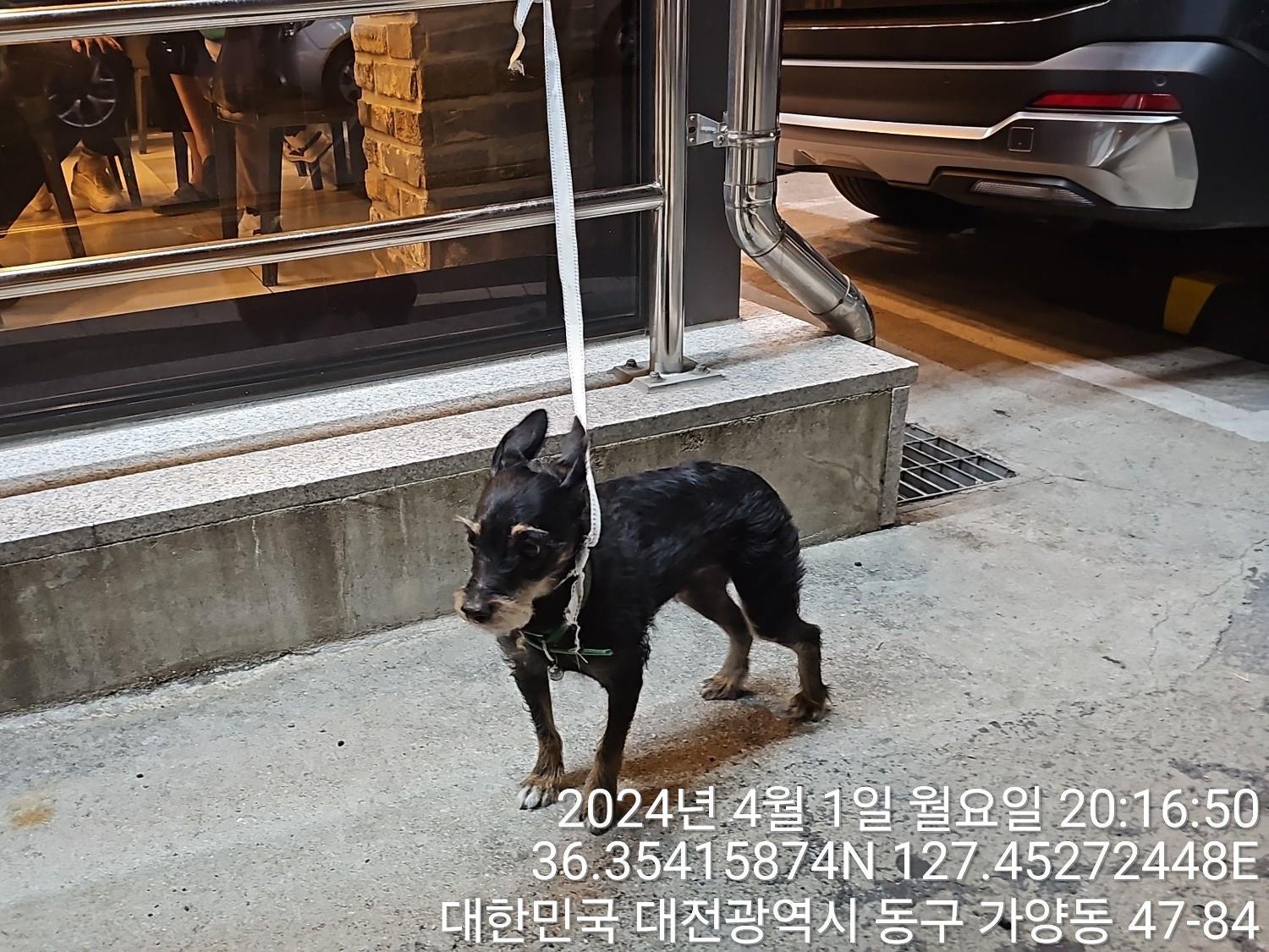 대전동물보호센터_430364202400081