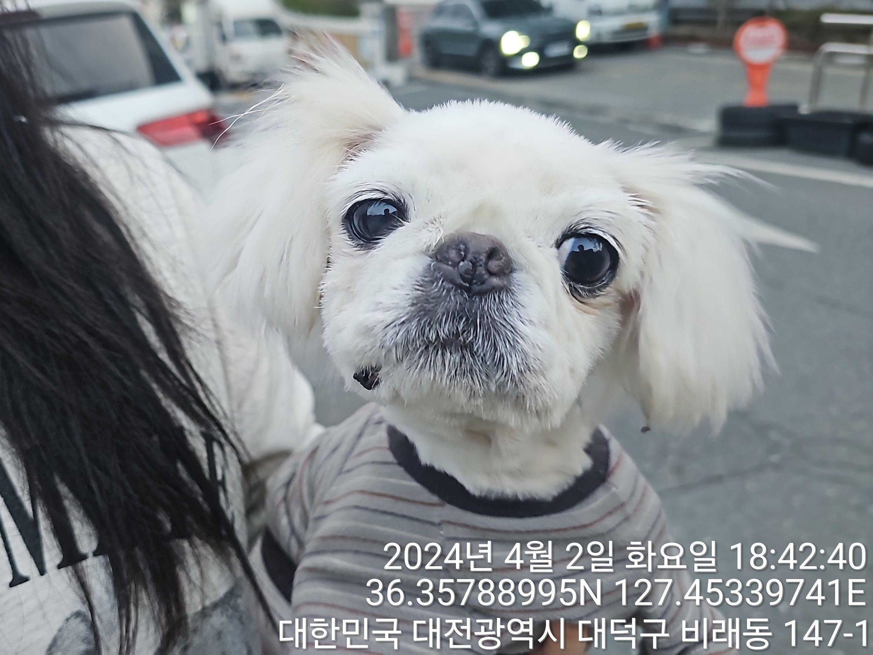 대전동물보호센터_430364202400082