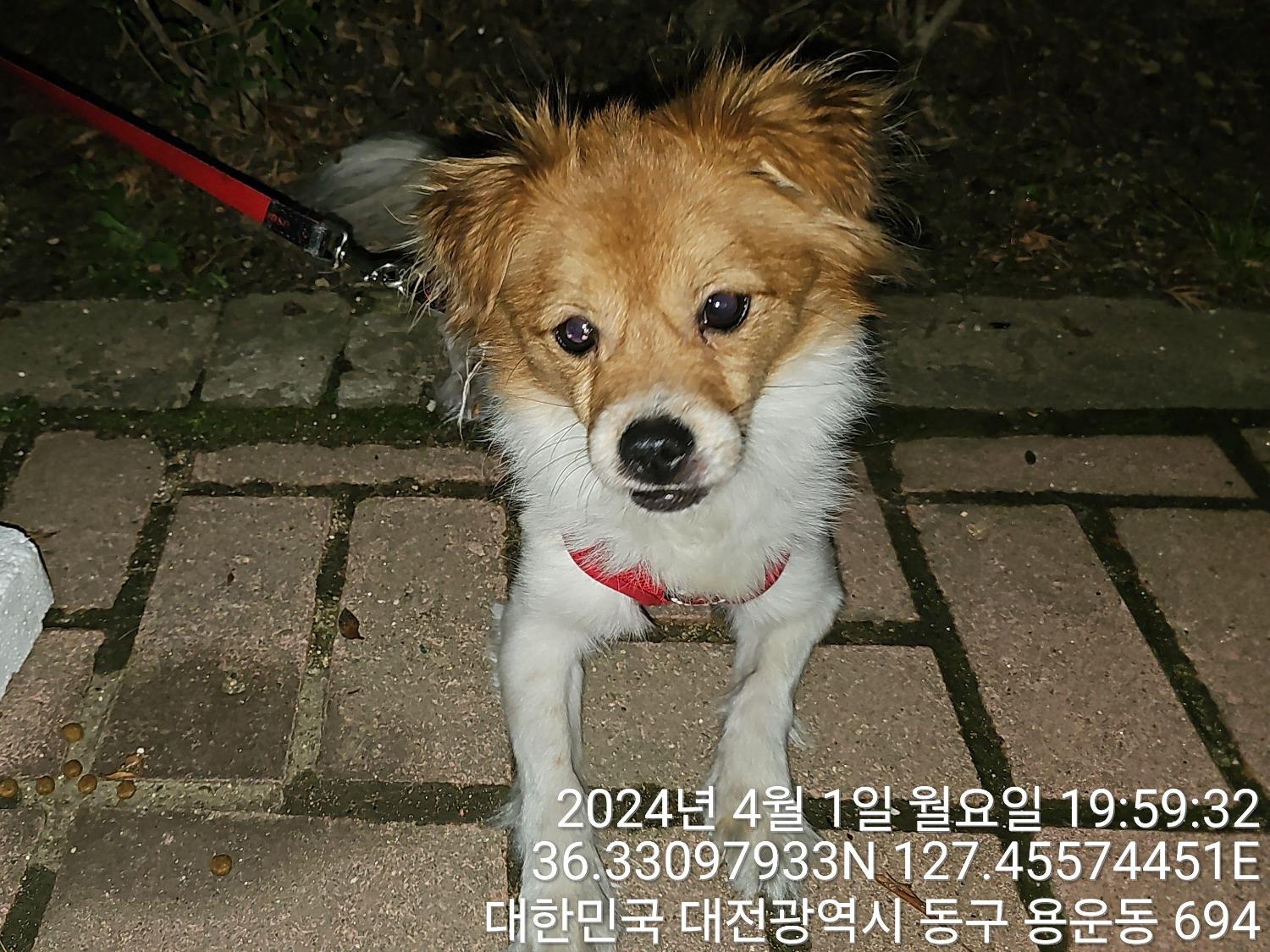 대전동물보호센터_430364202400080