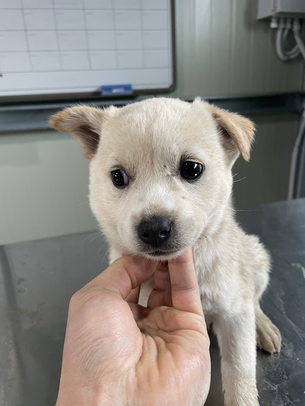 희망동물보호소_445478202400104