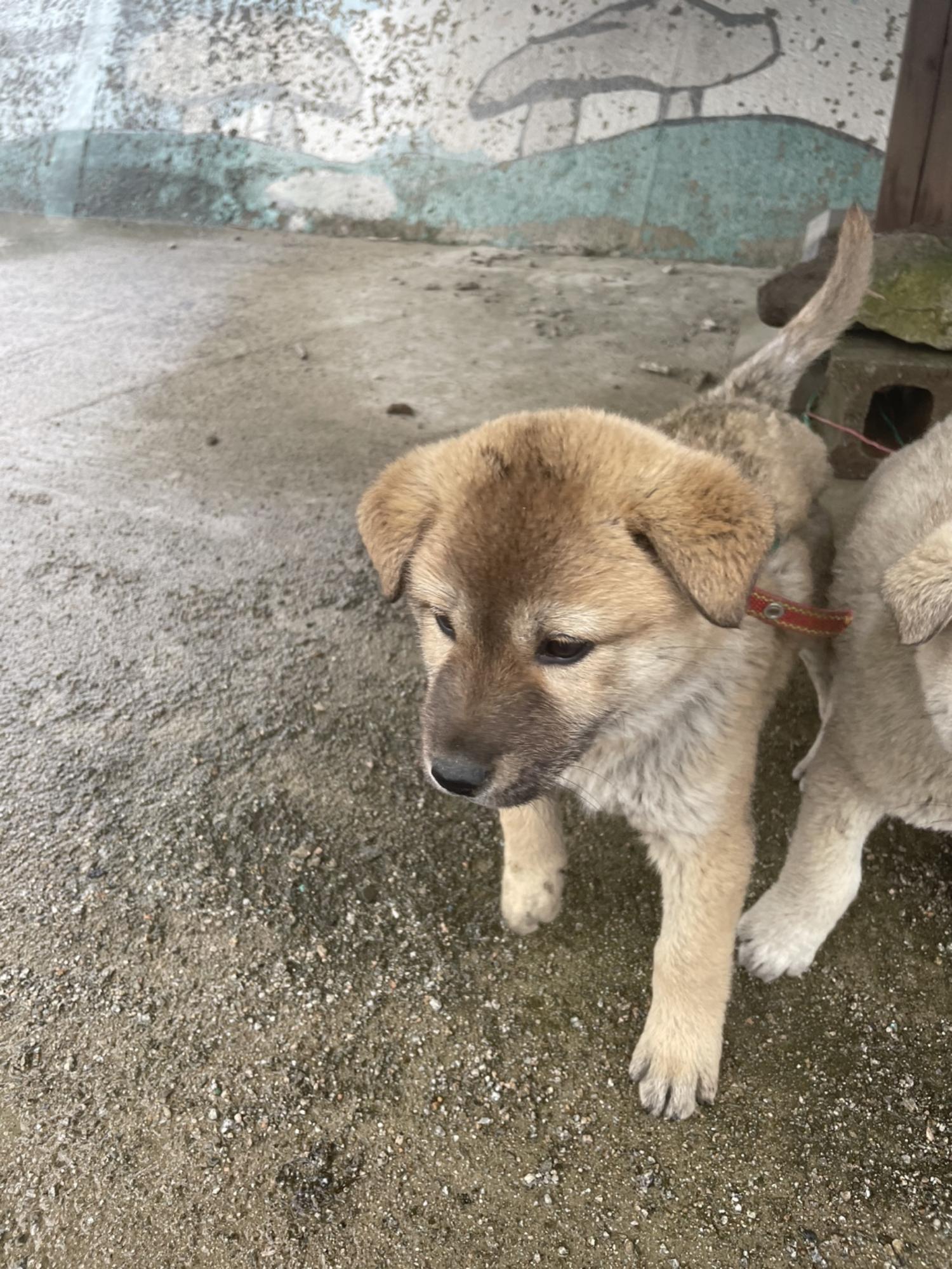 희망동물보호소_445478202400107