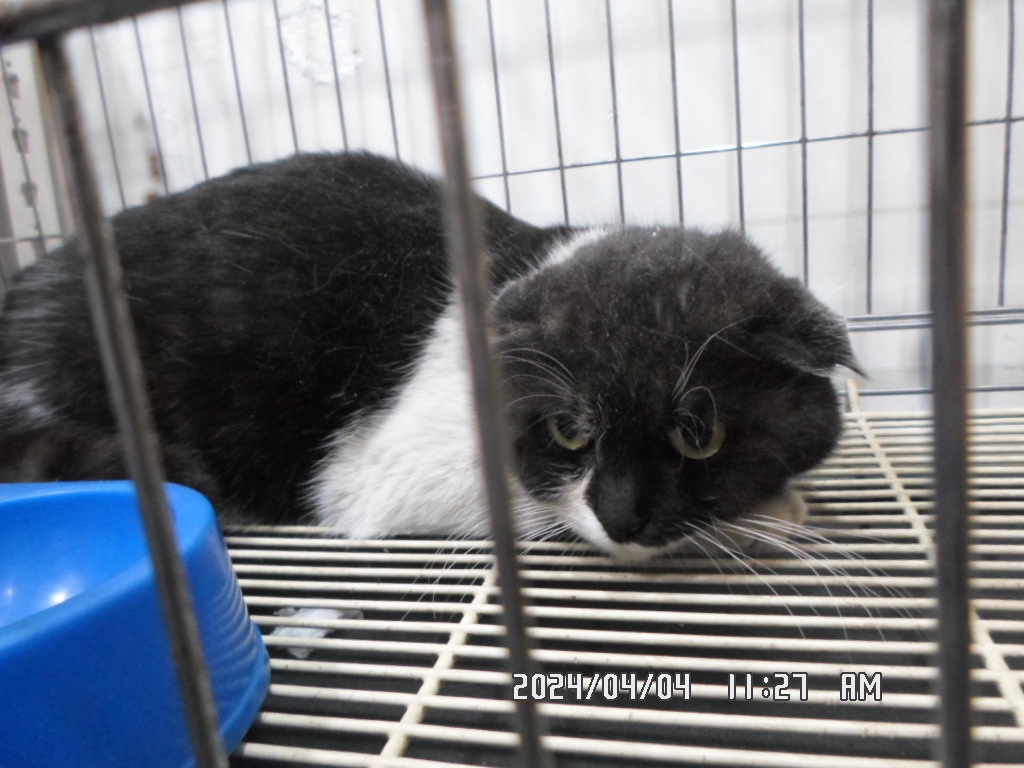 [고양이] 스코티시폴드 서울-동작-2024-00026 유기동물 배경 이미지 입니다.