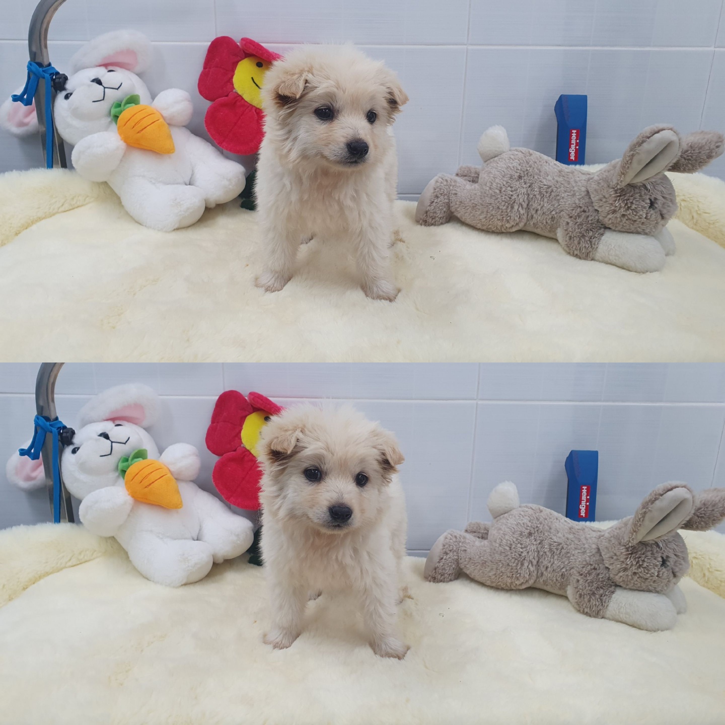 경주동물사랑보호센터_447505202400293