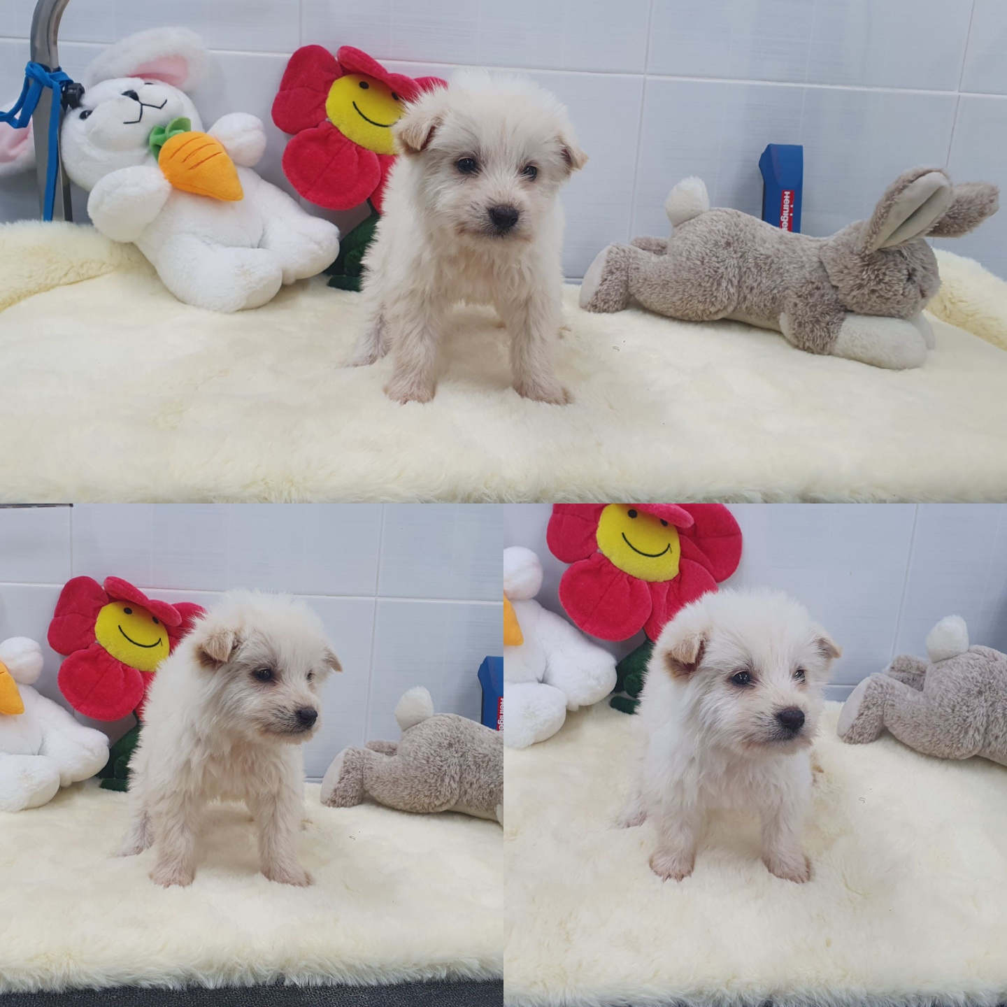 경주동물사랑보호센터_447505202400292