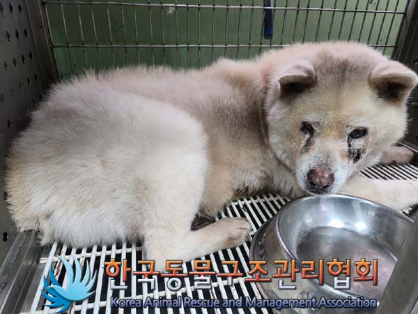 한국동물구조관리협회_411305202400160