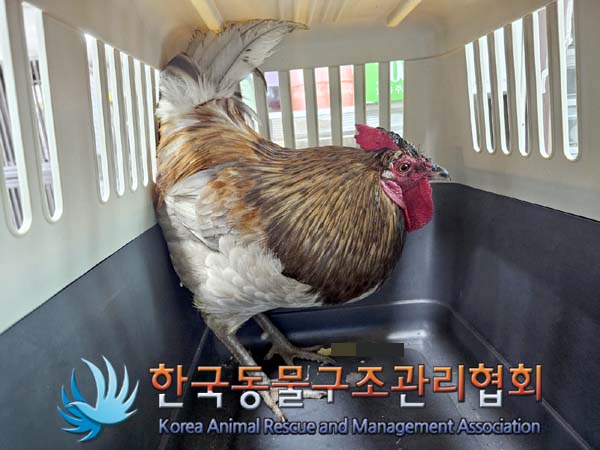 [기타축종] 닭 서울-강남-2024-00017 유기동물 배경 이미지 입니다.