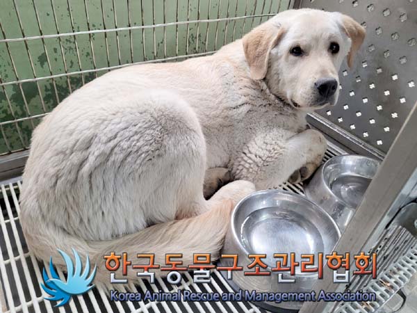 한국동물구조관리협회_441559202400271