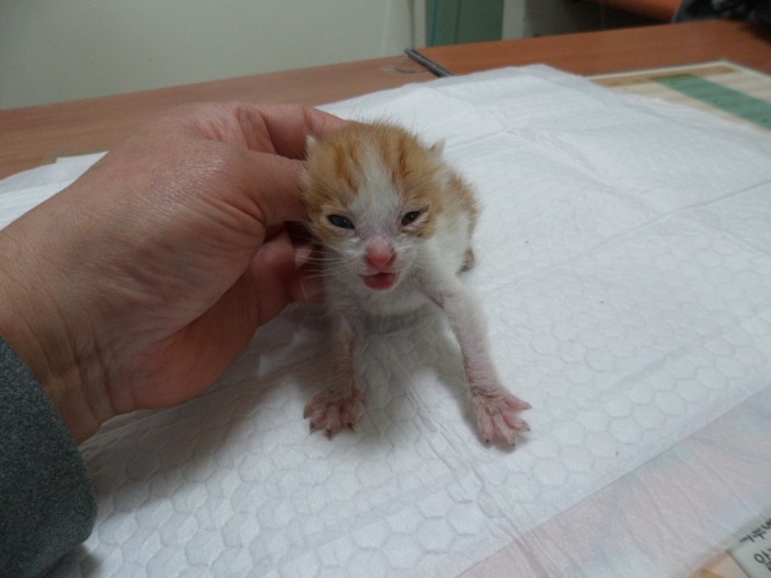 강현림동물병원_411314202400217