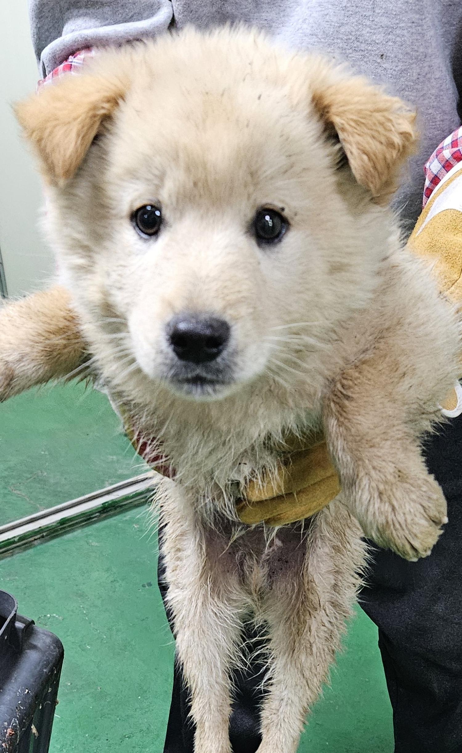 대구유기동물보호센터_427342202400305