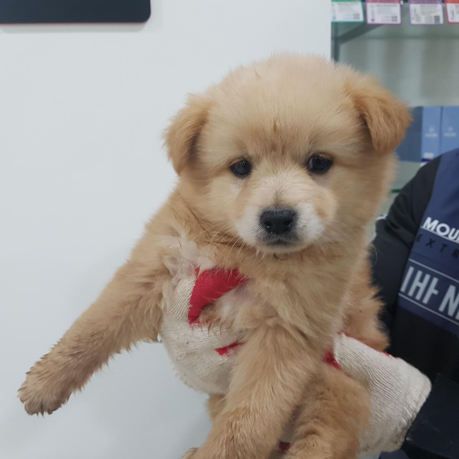 링크늘푸른동물병원_445464202401234