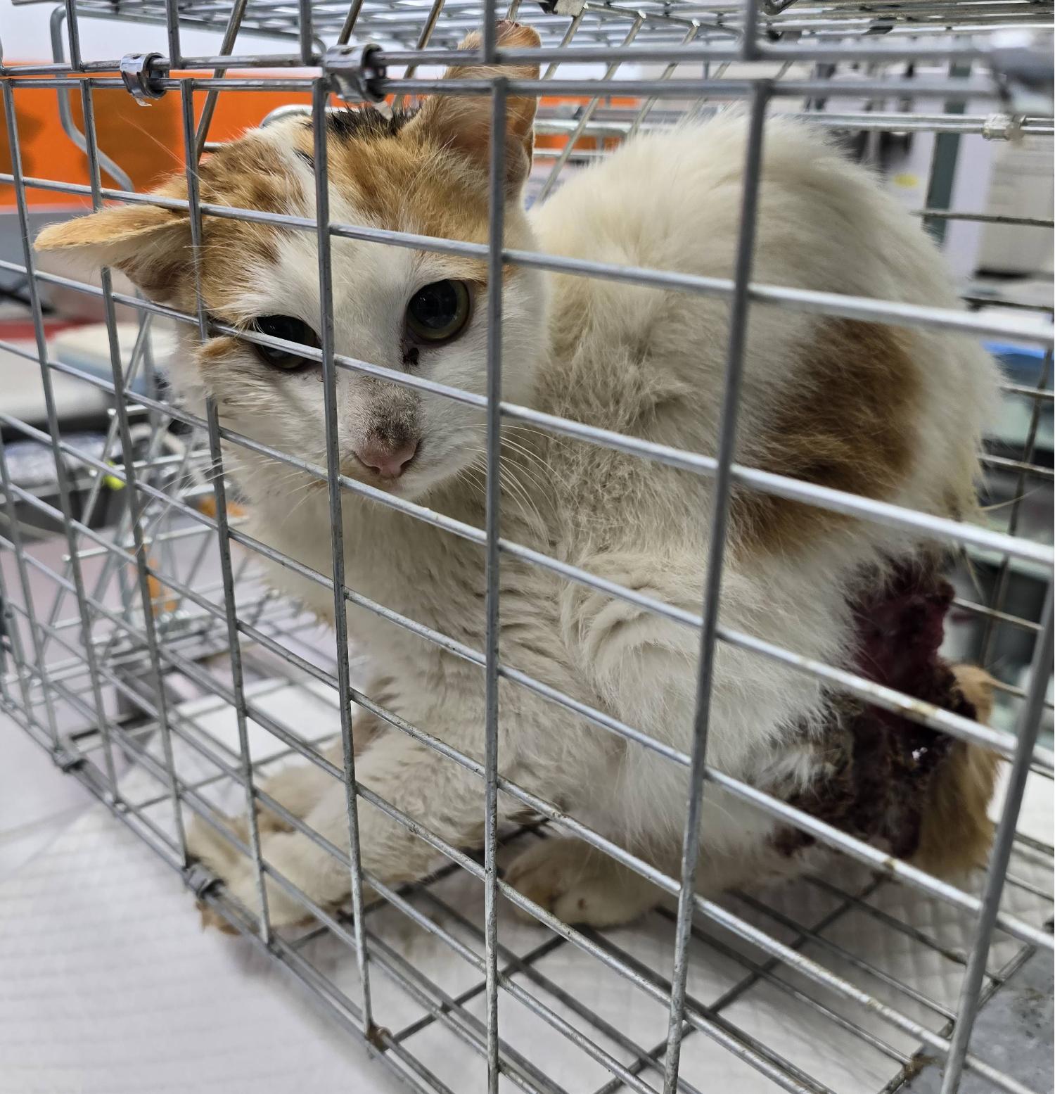 보호중 한국 고양이…