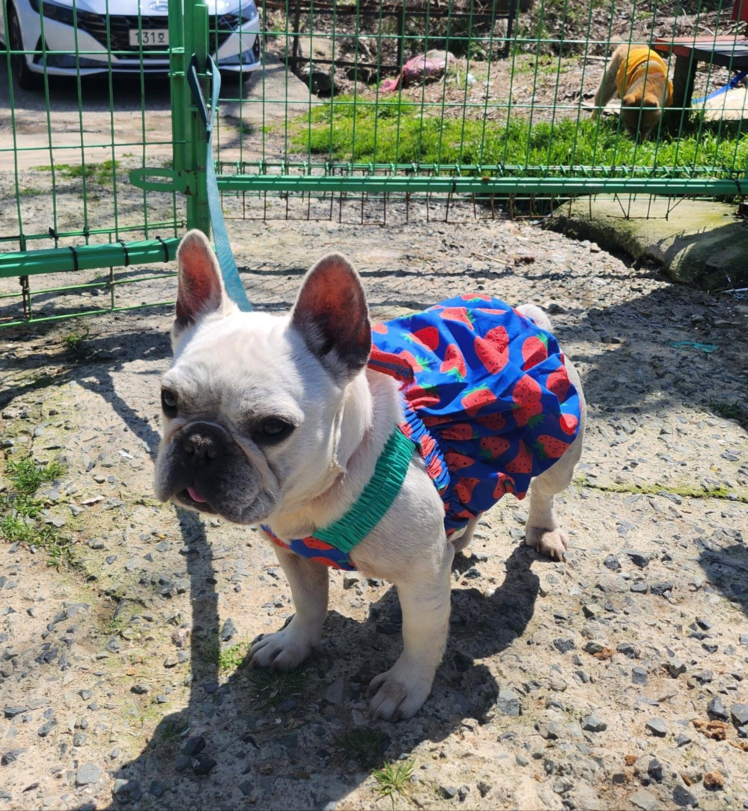 울산유기동물보호센터_431373202400210