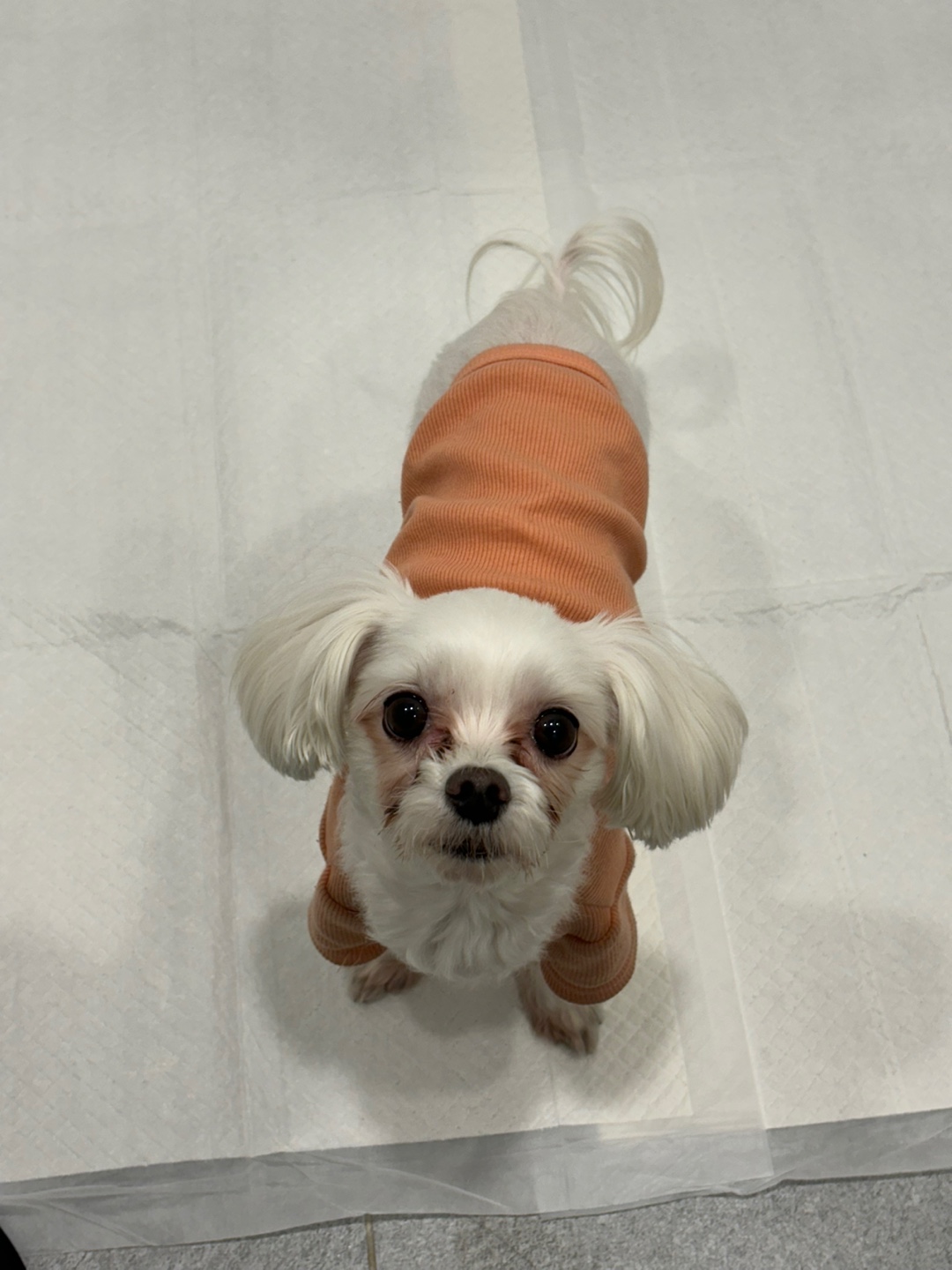 노원반려동물문화센터_411310202400123