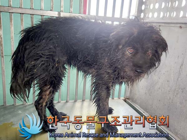 종료(안락사) 믹스…