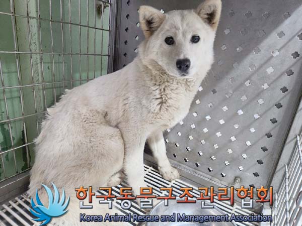한국동물구조관리협회_441406202400532