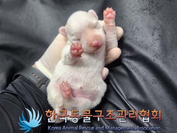 한국동물구조관리협회_441560202400352