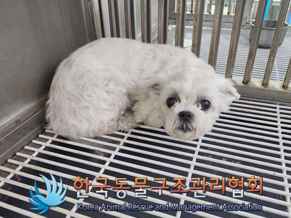 한국동물구조관리협회_441382202400249