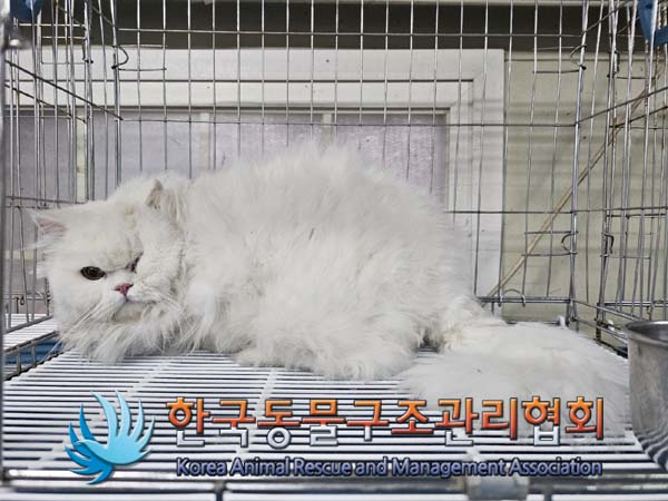 종료(입양) 페르시…
